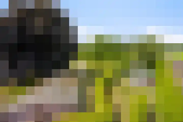 Wanroijseweg 59 Mill thumbnail 38