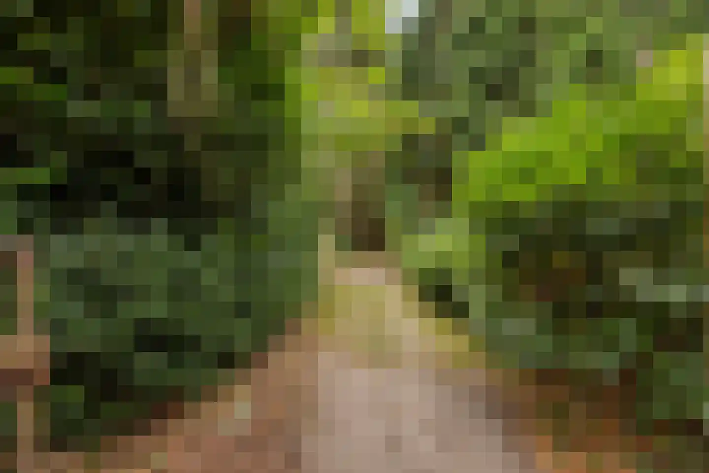 Wanroijseweg 6 Boekel thumbnail 59