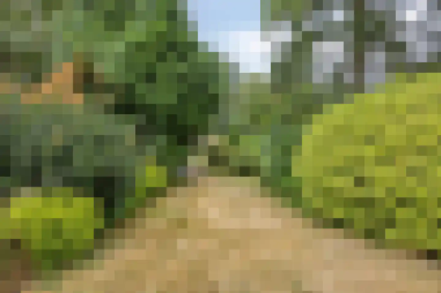 Wanroijseweg 6 Boekel thumbnail 83