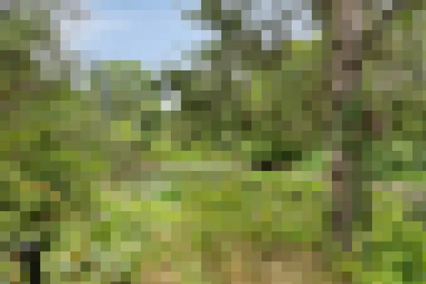 Wanroijseweg 6 Boekel thumbnail 84
