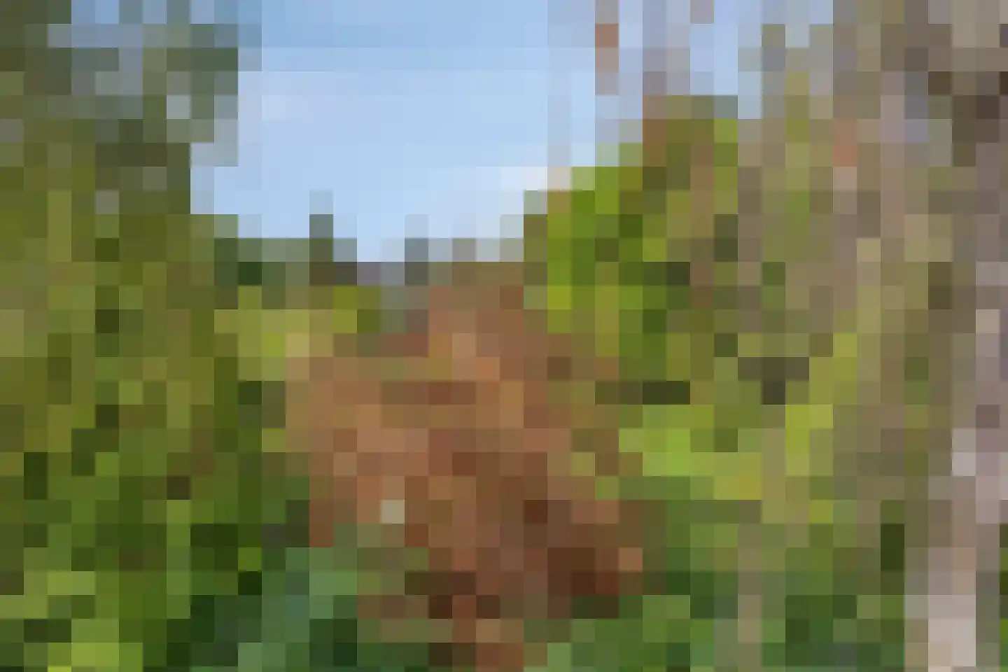Wanroijseweg 6 Boekel thumbnail 90