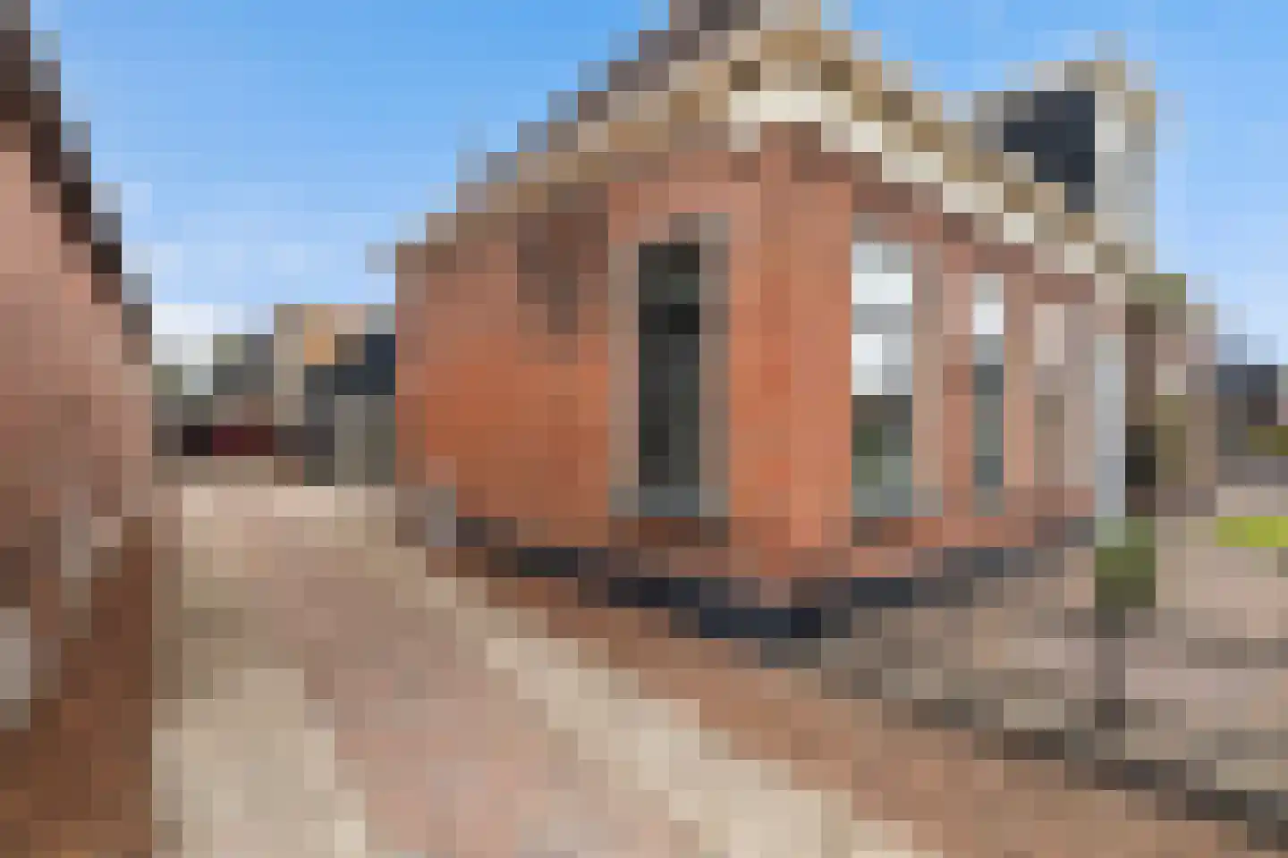Wânswerterdyk 9 Burdaard thumbnail 7