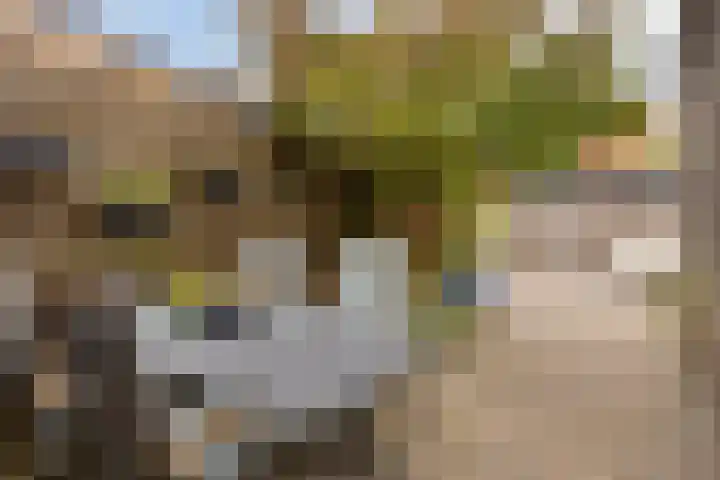 Wanyng 11 Goor thumbnail 25