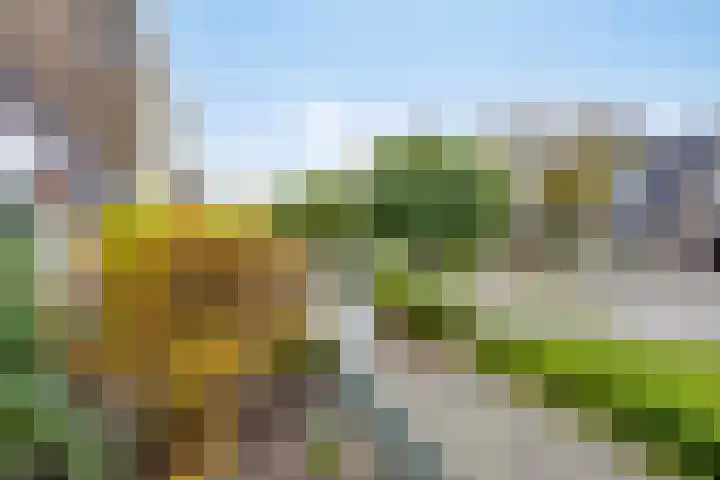 Wanyng 7 Goor thumbnail 5