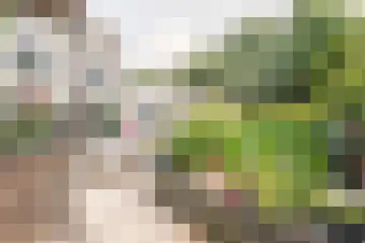 Wapendrager 13 Meppel thumbnail 43