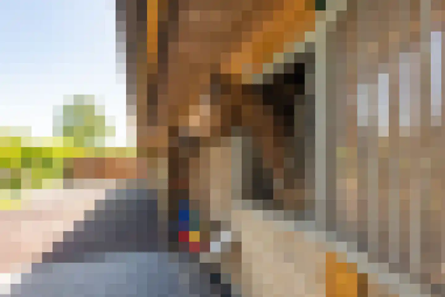 Wapenvelder Zand 13 Wapenveld thumbnail 41