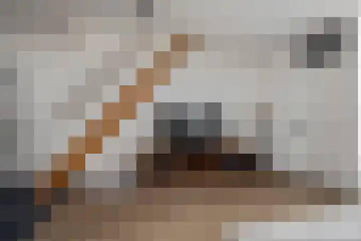 Warande 25 Callantsoog thumbnail 7
