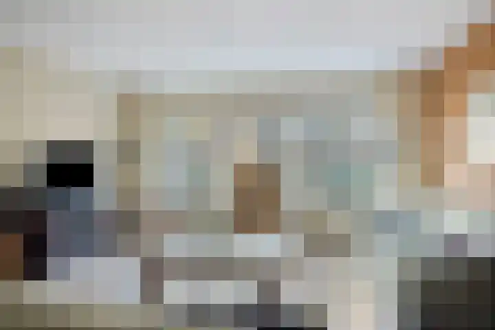 Warande 43 Borne thumbnail 10