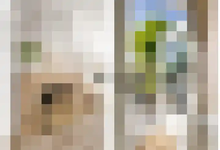 Warande 65 Schiedam thumbnail 13