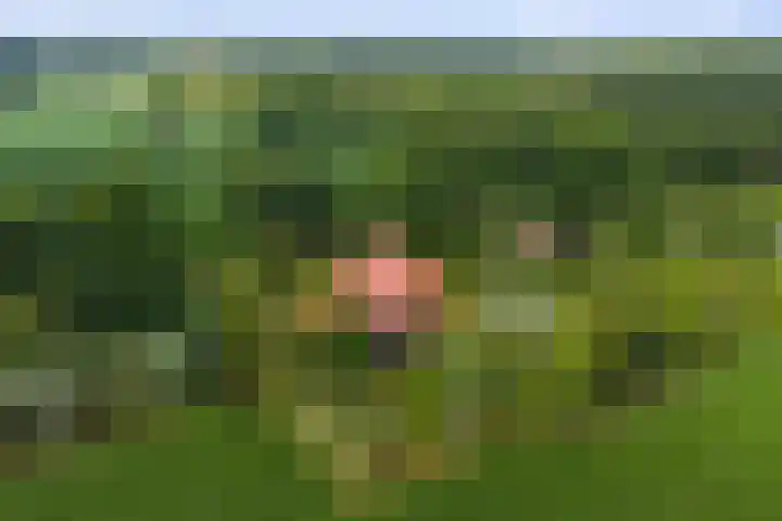 Warfveendijk 18 in Laren