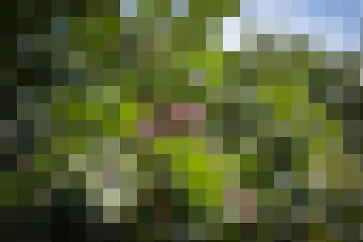 Warfveendijk 18 Laren thumbnail 32