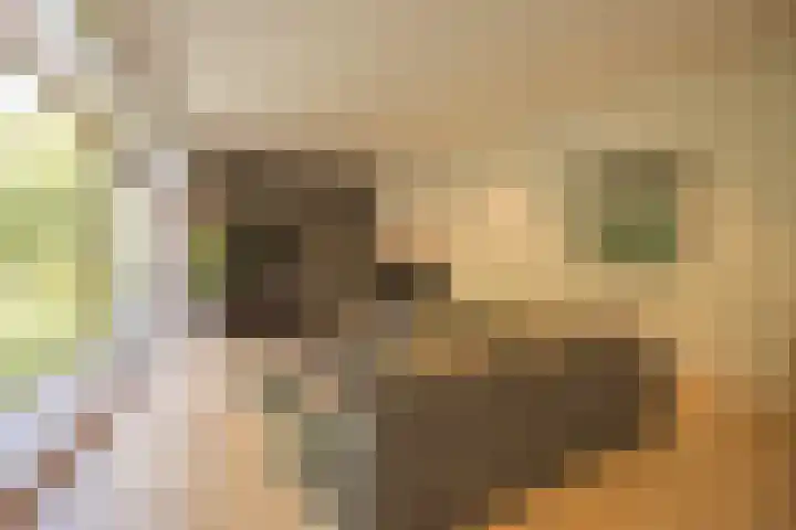 Warmelo 12 Amsterdam thumbnail 9
