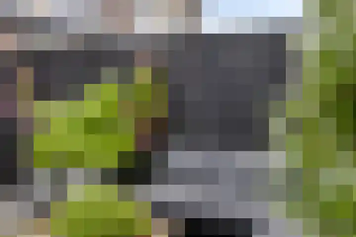 Warmelo 36 Losser thumbnail 36