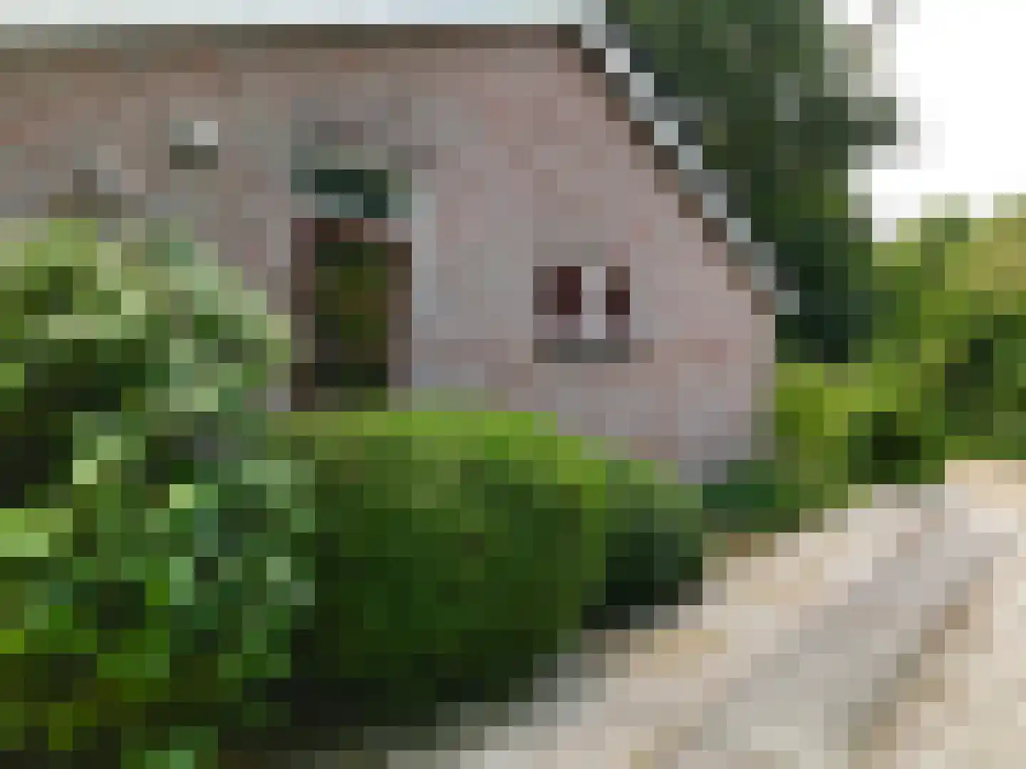 Warmenbossenweg 3 a 1 Schoonloo foto 3