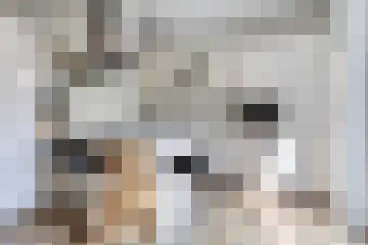 Warmoeziershof 3 Leiden thumbnail 19