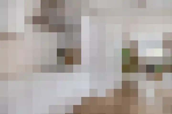 Warmoezierskade 13 Gouda thumbnail 13