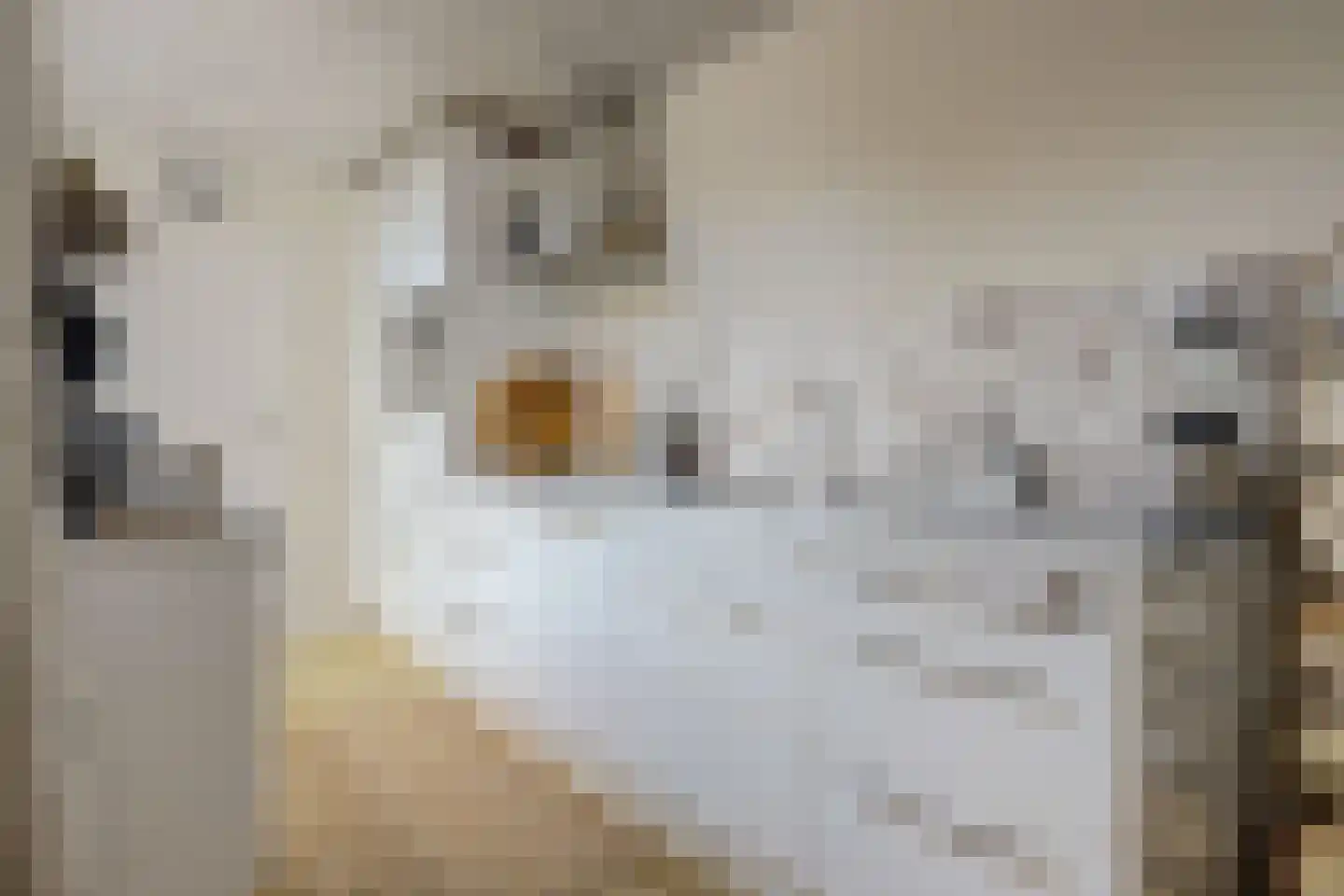 Warmoezierskade 31 Gouda thumbnail 13