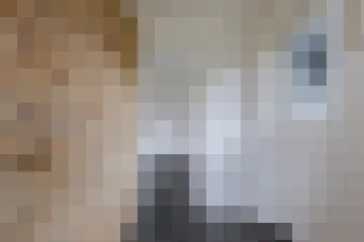 Warmoezierslaan 32 Heiloo thumbnail 11