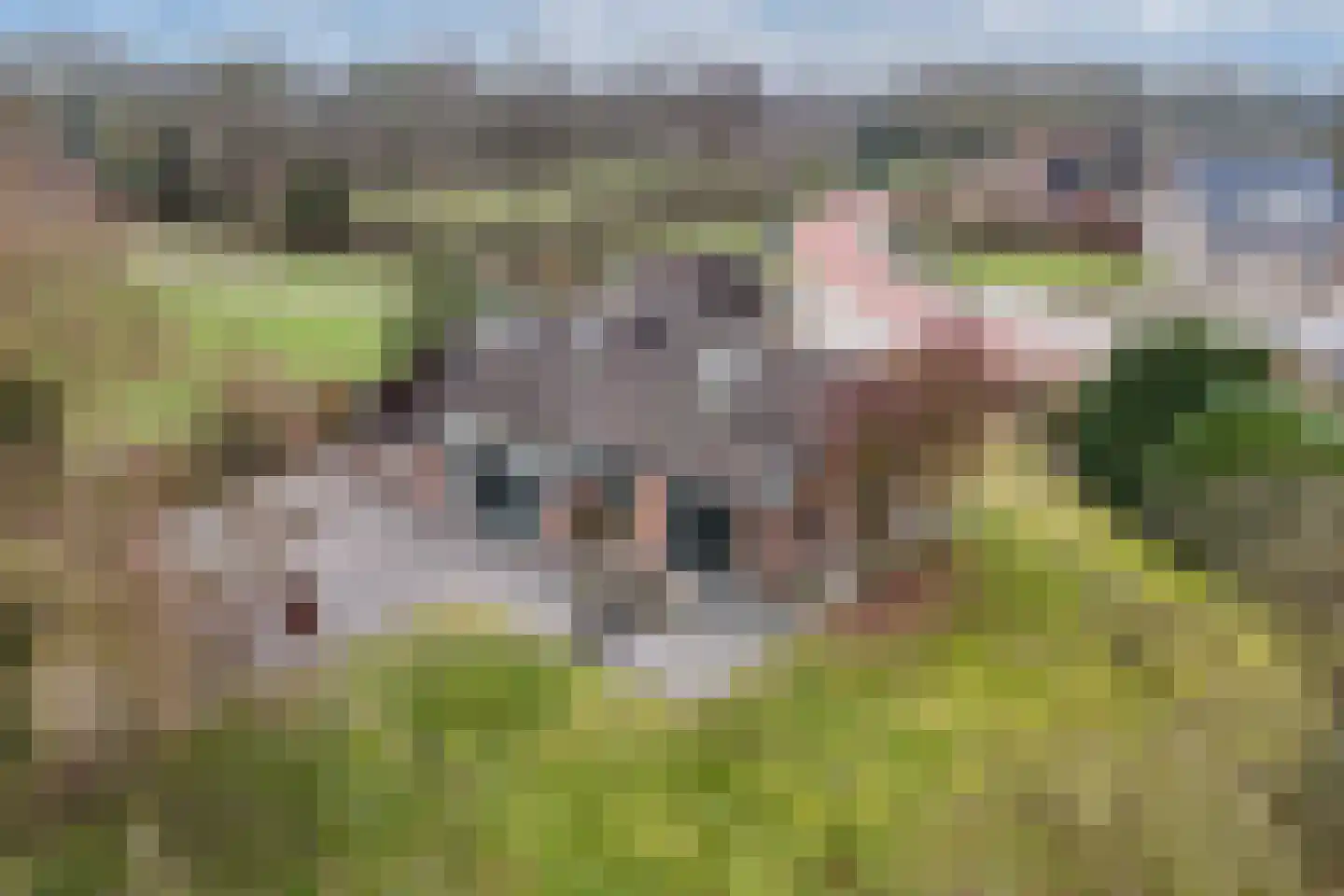 Warreboslaan 29 Surhuisterveen thumbnail 4