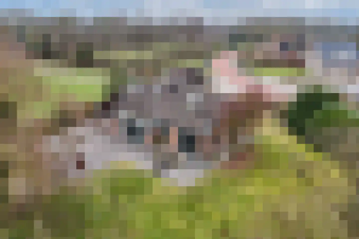Warreboslaan 29 Surhuisterveen thumbnail 43