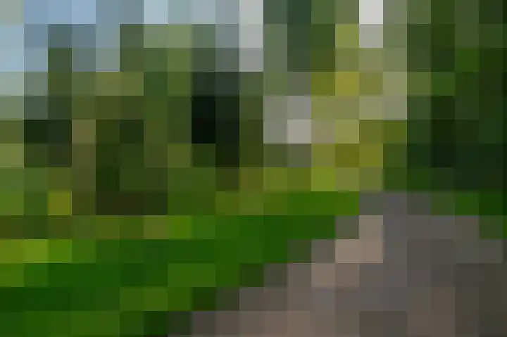 Wasbeer 27 Huizen thumbnail 32