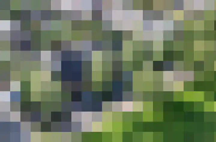 Wasbeer 27 Huizen thumbnail 34