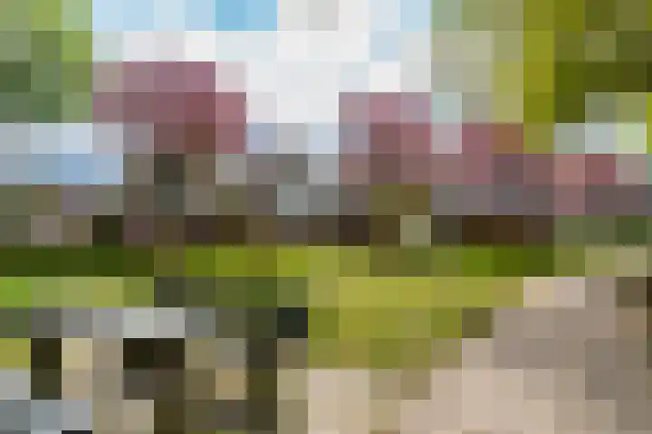 Wasbloem 8 Venray thumbnail 45