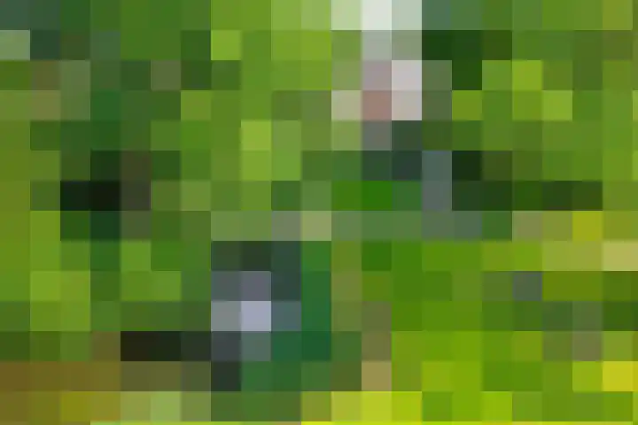 Waterbieskreek 56 Leiderdorp thumbnail 43