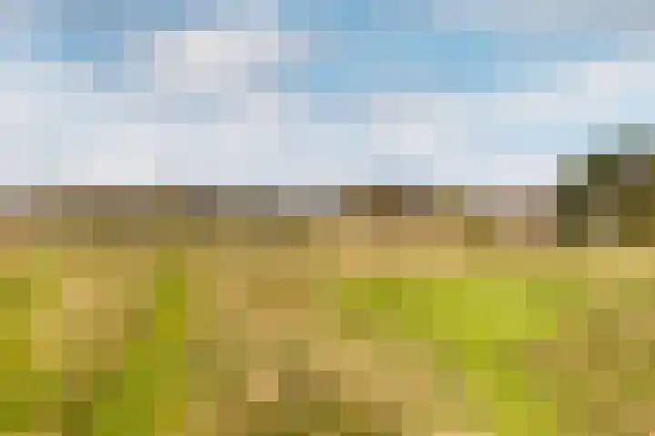 Waterbospad 2 a Rockanje thumbnail 48