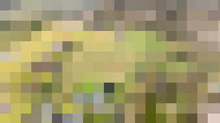 Waterbospad 2 a Rockanje thumbnail 5