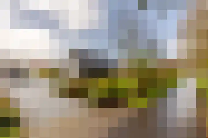 Waterbospad 2 a Rockanje thumbnail 54