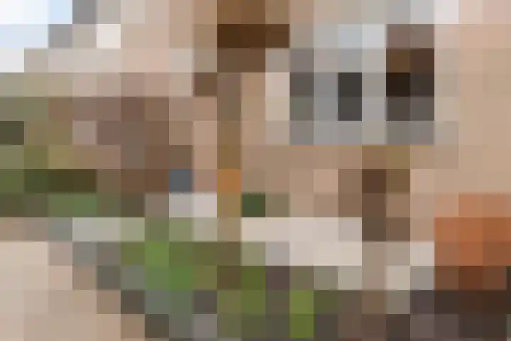 Waterdekmos 8 Reeuwijk thumbnail 7