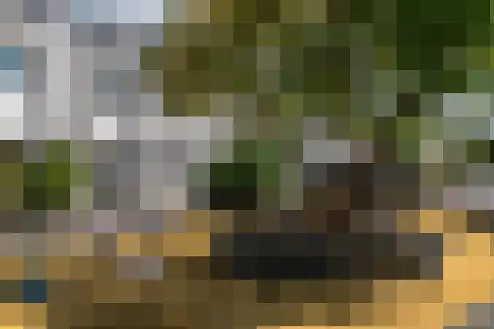 Waterdrieblad 25 Velserbroek thumbnail 33