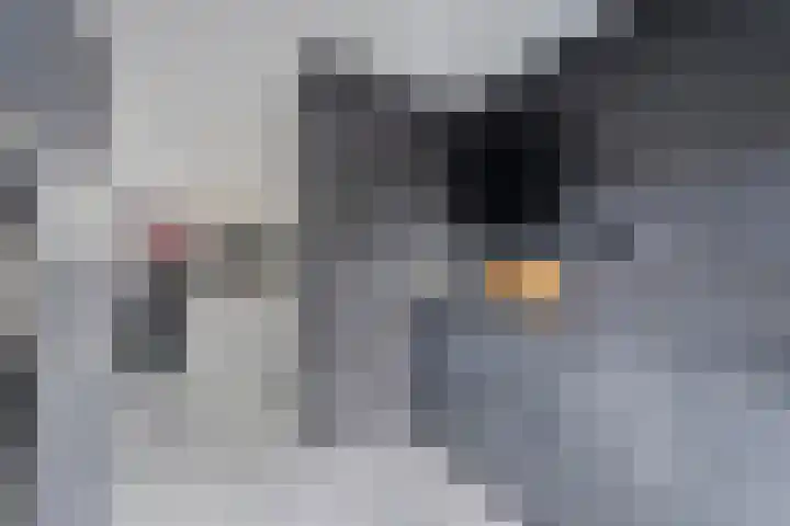 Waterdrieblad 5 Oudkarspel thumbnail 10