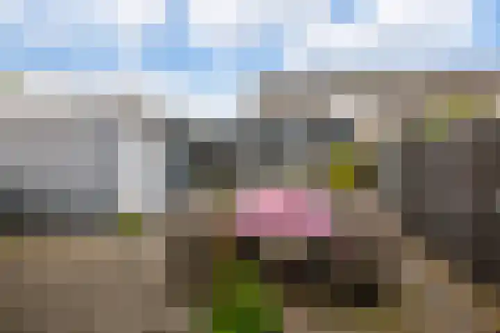 Waterhoen 1 Oostzaan thumbnail 13