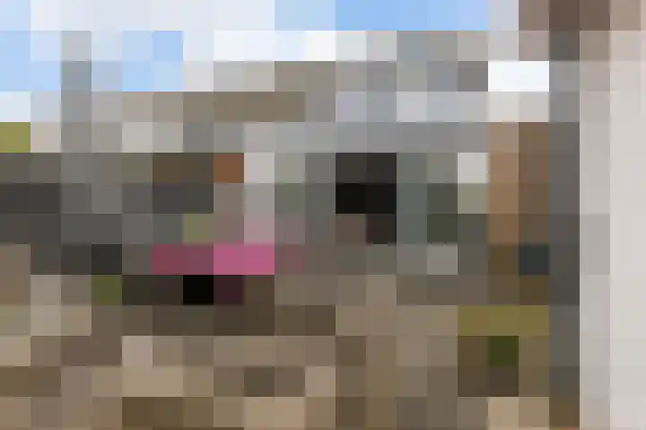 Waterhoen 1 Oostzaan thumbnail 15