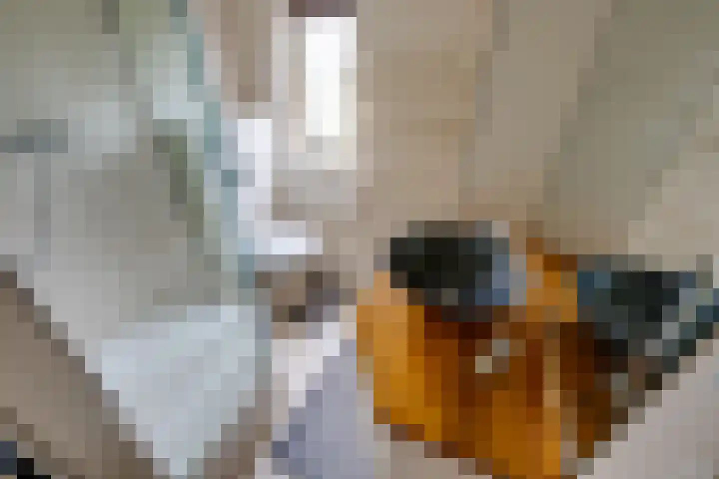 Waterhoen 10 Etten-Leur thumbnail 21