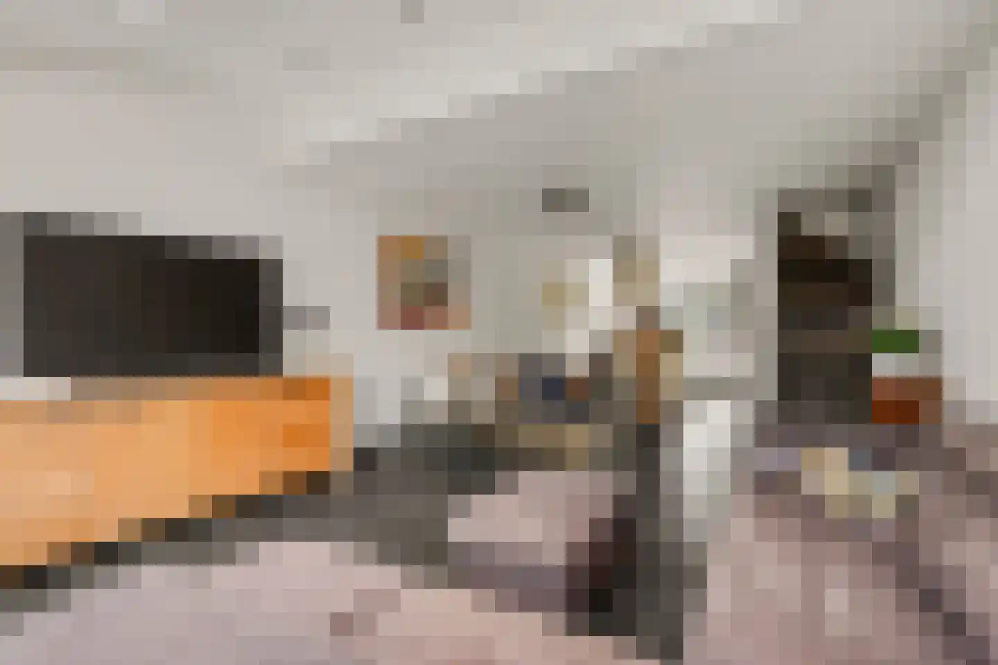 Waterhoen 18 Leusden thumbnail 12
