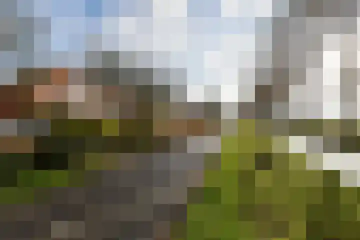 Waterhoen 27 Mijdrecht thumbnail 29