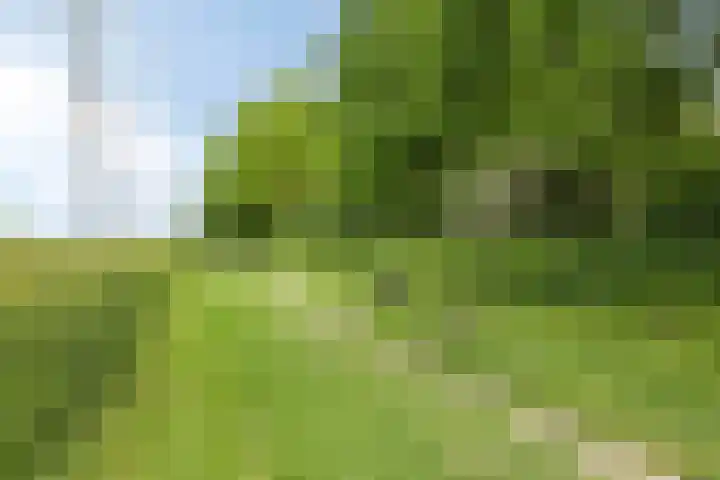 Waterhoen 29 Deventer thumbnail 28