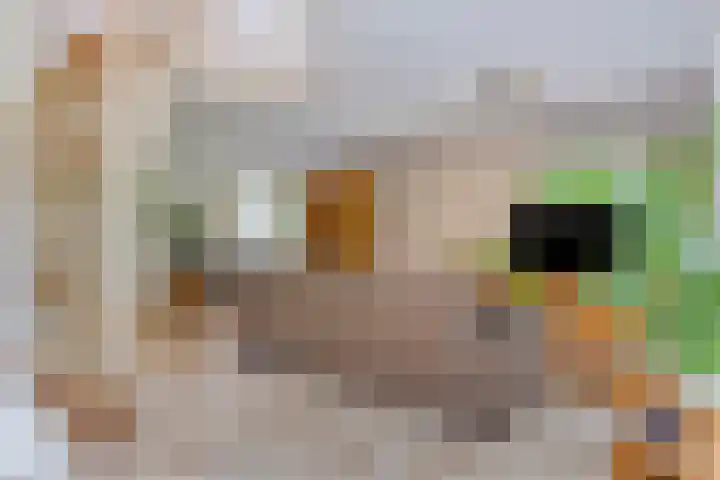 Waterhoen 29 Deventer thumbnail 5