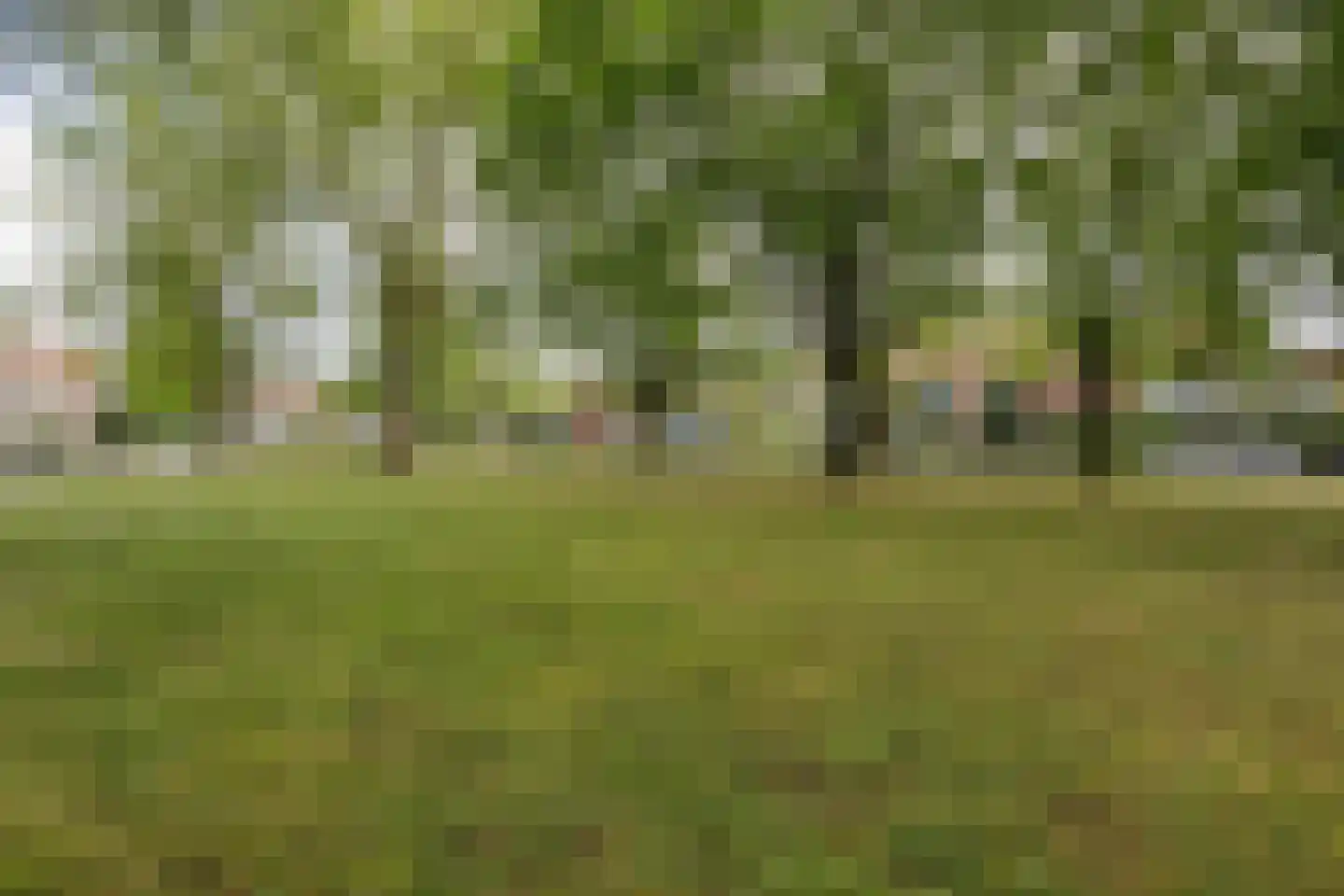 Waterhoen 3 Muiderberg thumbnail 57