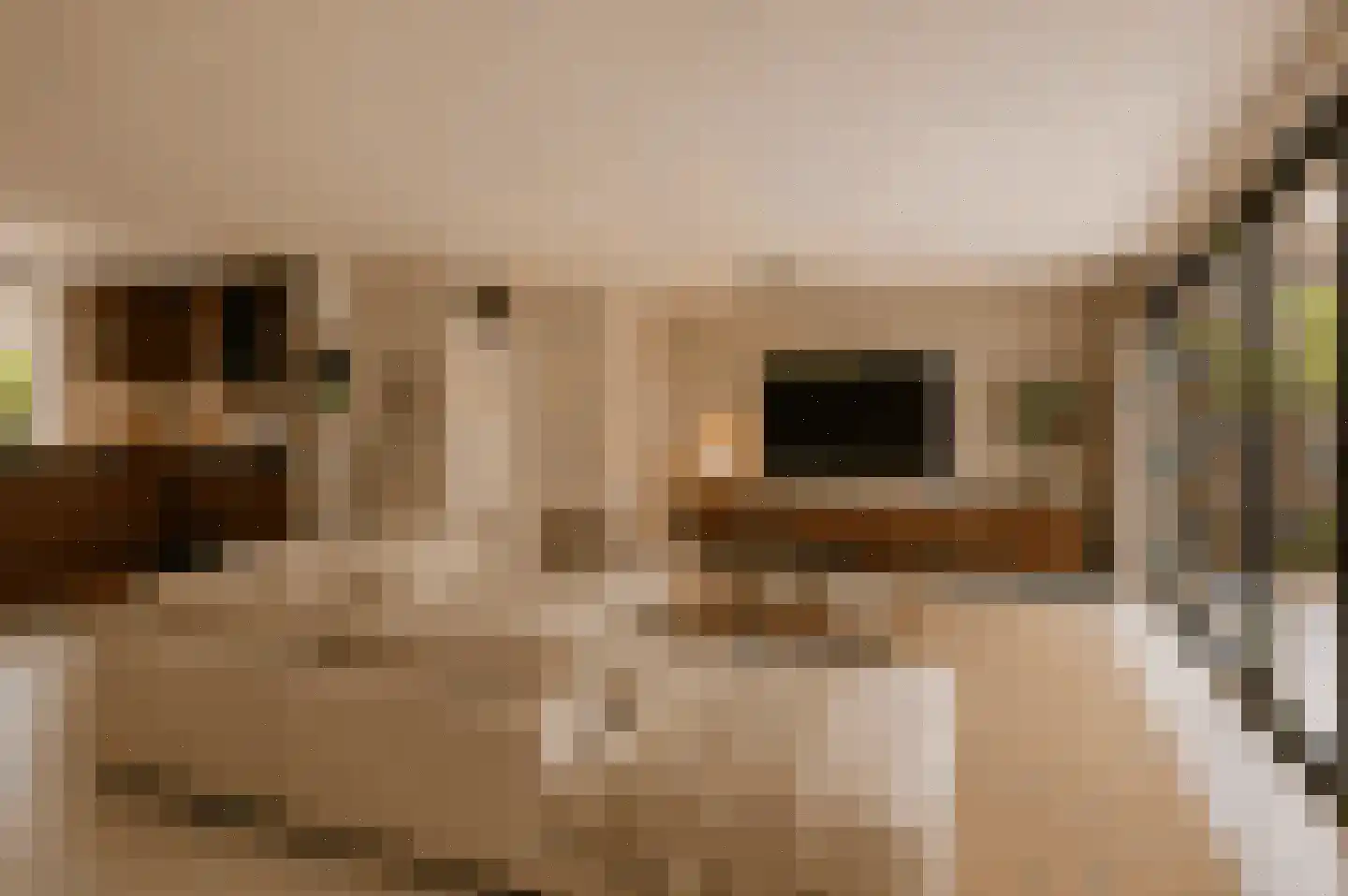 Waterhoen 5 Muiderberg thumbnail 11