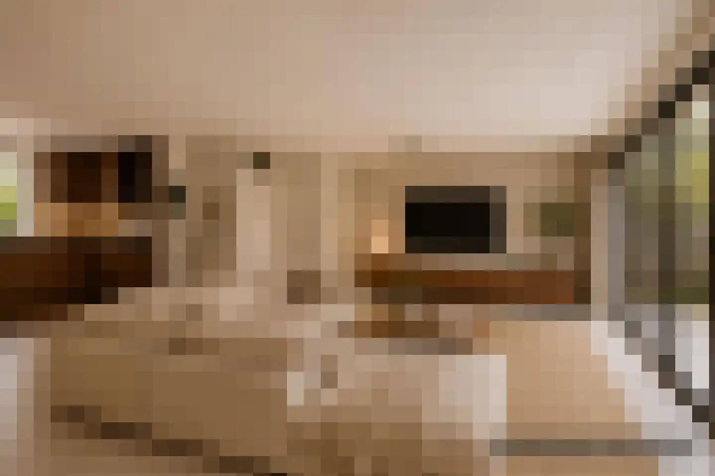 Waterhoen 5 Muiderberg thumbnail 11