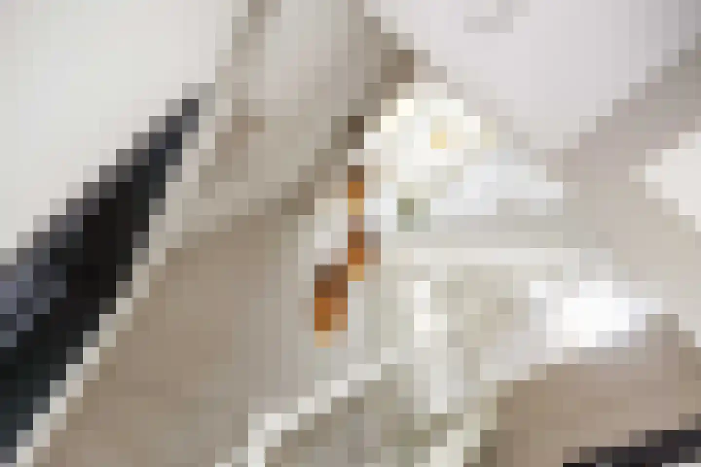 Waterhoen 8 Bedum thumbnail 10