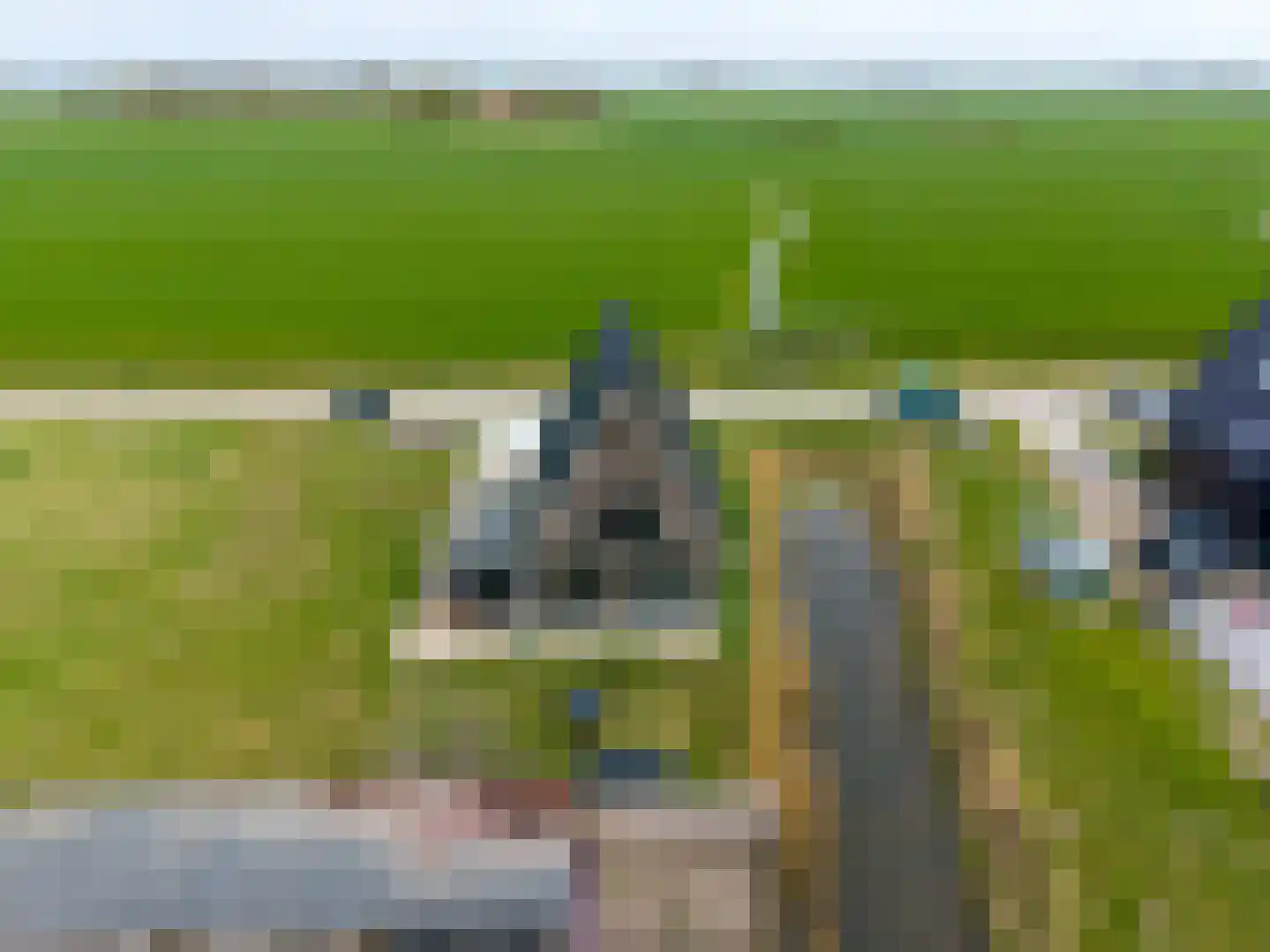 Waterhoen 8 Bedum thumbnail 63