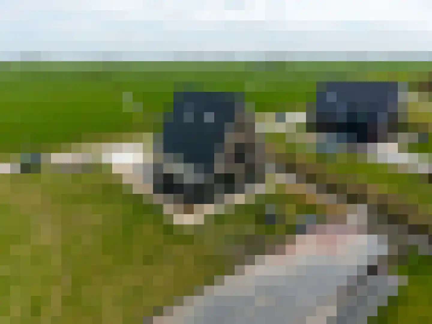 Waterhoen 8 Bedum thumbnail 64