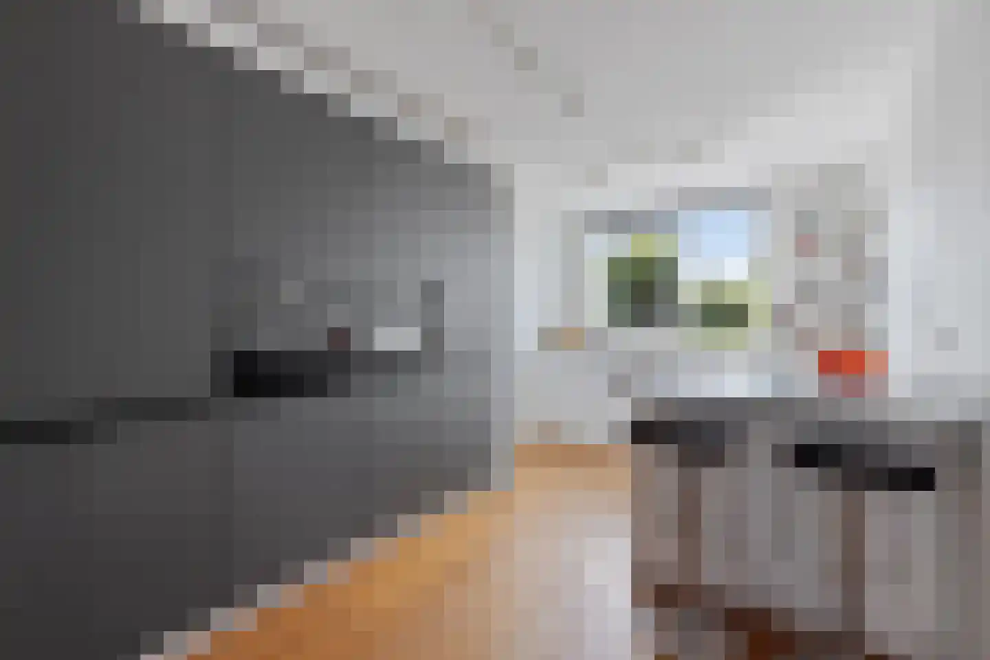 Waterhoen 8 Muiderberg thumbnail 11