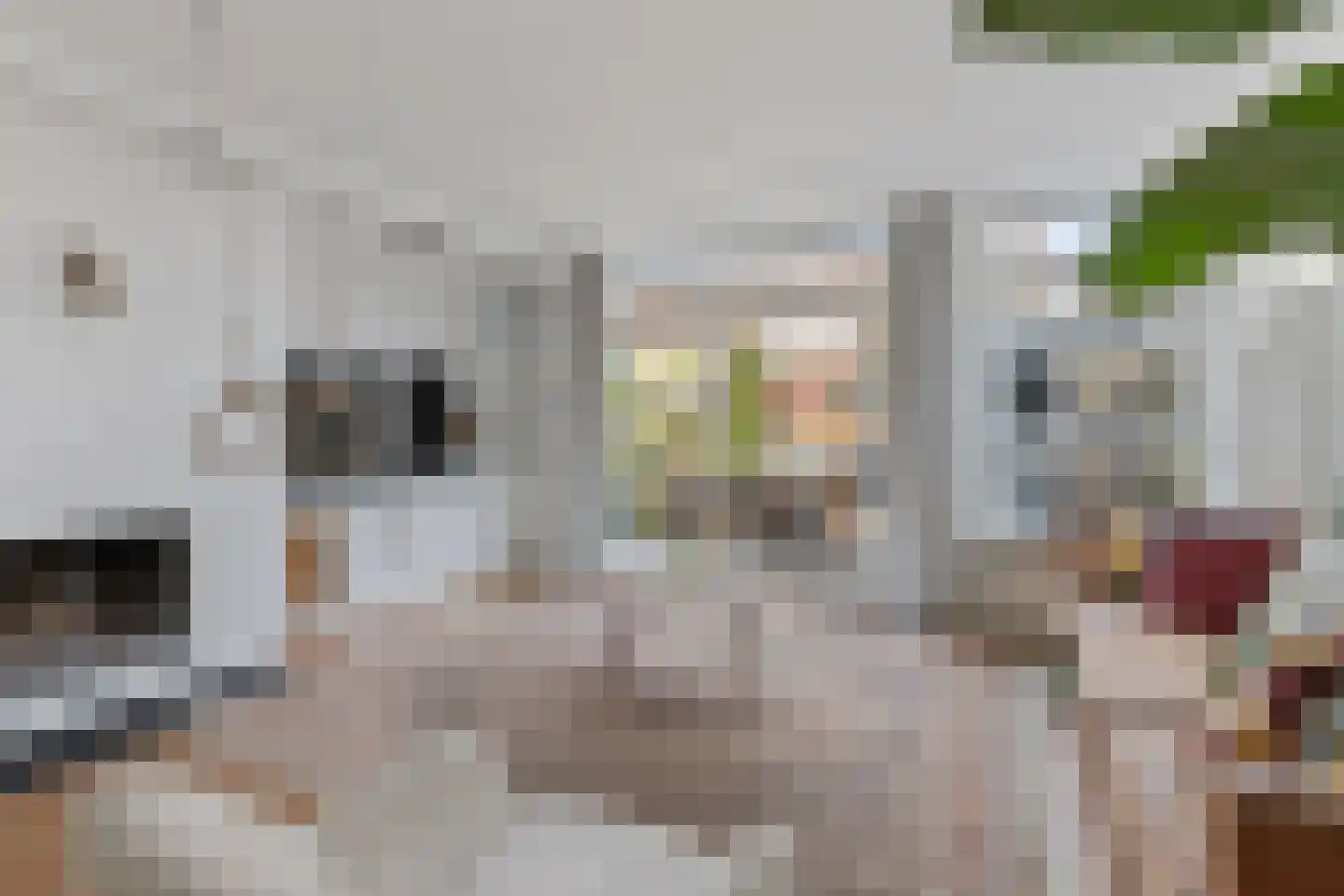 Waterhoen 8 Muiderberg thumbnail 8