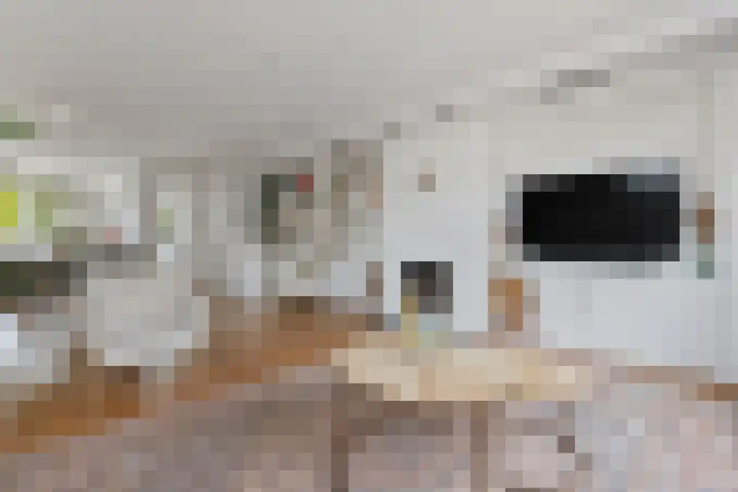 Waterhoen 8 Muiderberg thumbnail 9